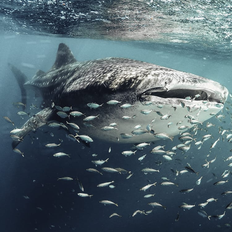 Whale Shark swimming with fish