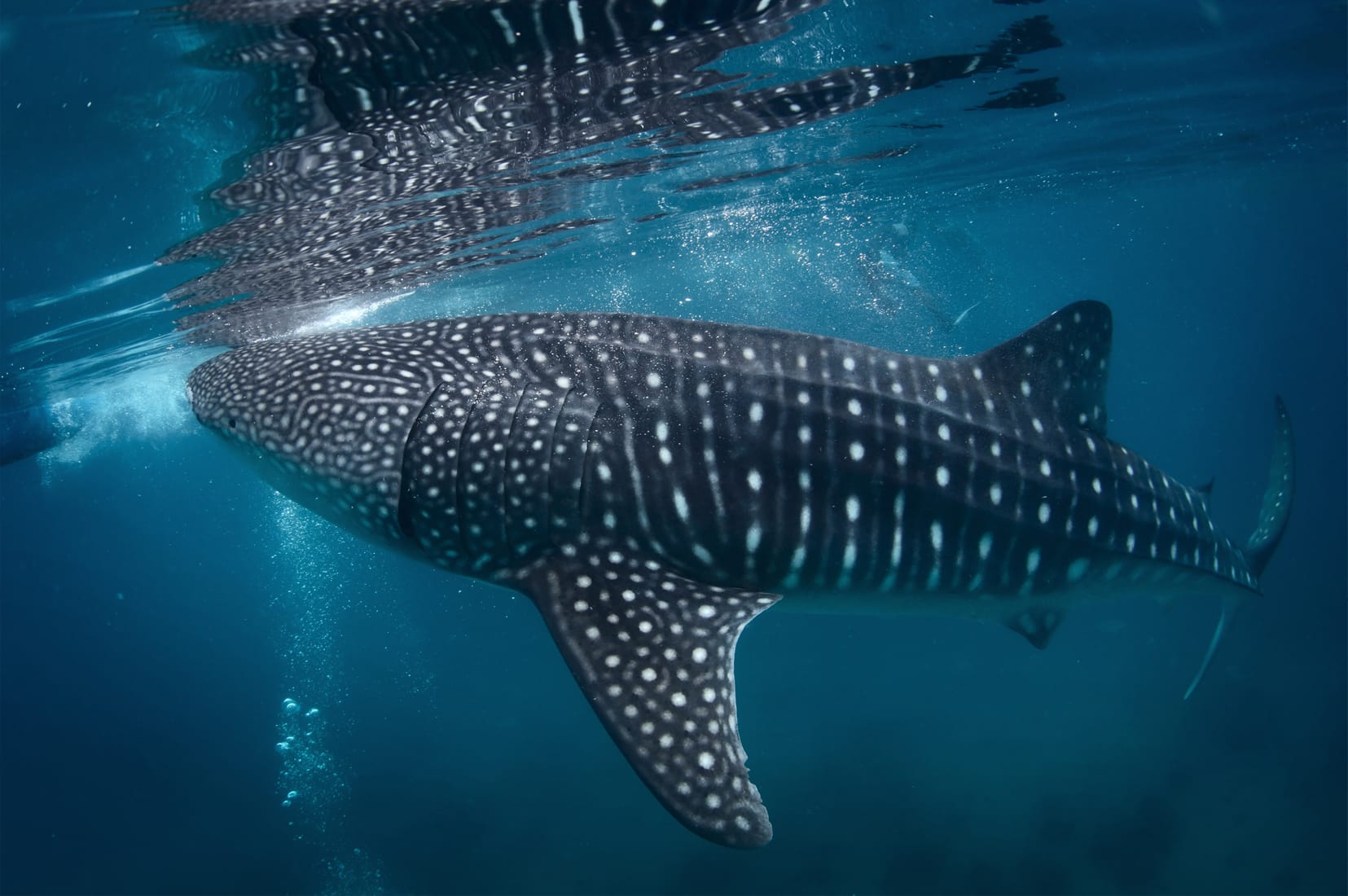 Whale Shark Swimming